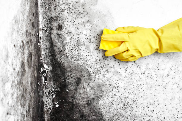 Best Airborne Mold Testing  in Farmington, UT