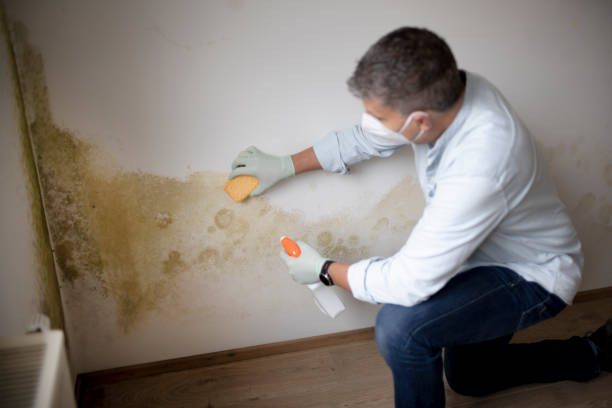 Best Mold Remediation for Healthcare Facilities  in Farmington, UT
