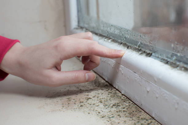Best Commercial Mold Inspection  in Farmington, UT