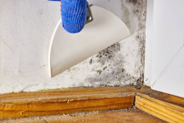 Best Commercial Mold Inspection  in Farmington, UT