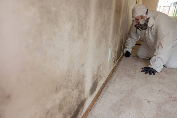 Best Emergency Mold Remediation  in Farmington, UT